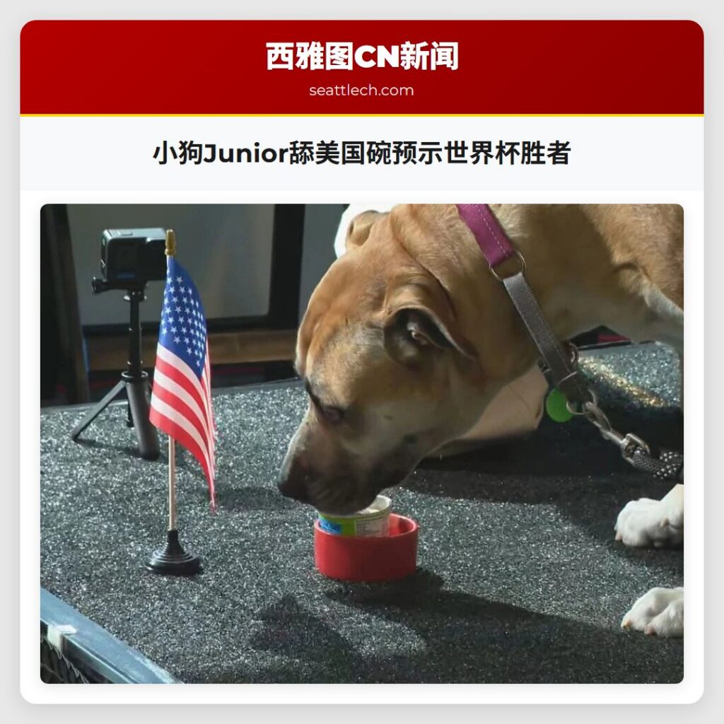 小狗Junior舔美国碗预示世界杯胜者