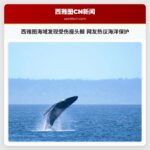 西雅图海域发现受伤座头鲸 网友热议海洋保护