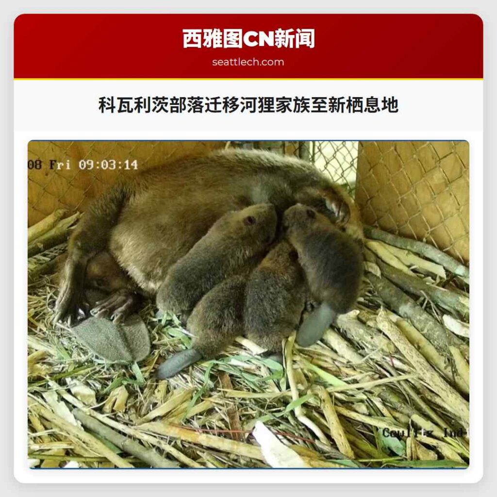 科瓦利茨部落迁移河狸家族至新栖息地