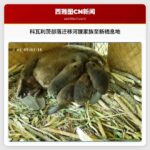 科瓦利茨部落迁移河狸家族至新栖息地