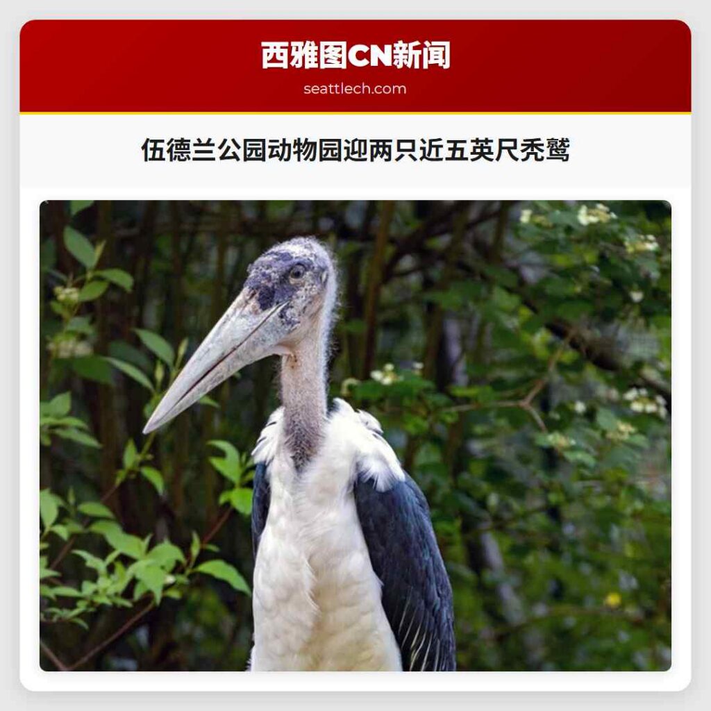 伍德兰公园动物园迎两只近五英尺秃鹫