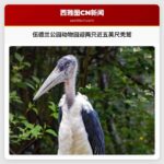 伍德兰公园动物园迎两只近五英尺秃鹫
