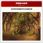 林内特失踪案被列为外国谋杀案