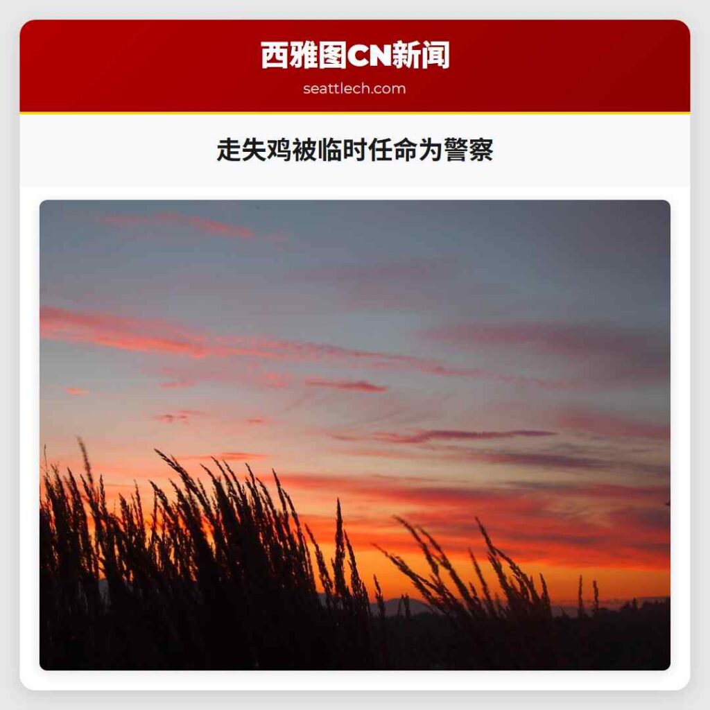 走失鸡被临时任命为警察