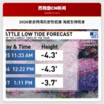 2026普吉特湾历史性低潮 海底生物现身