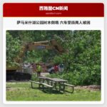 萨马米什湖公园树木倒塌 六车受损两人被困