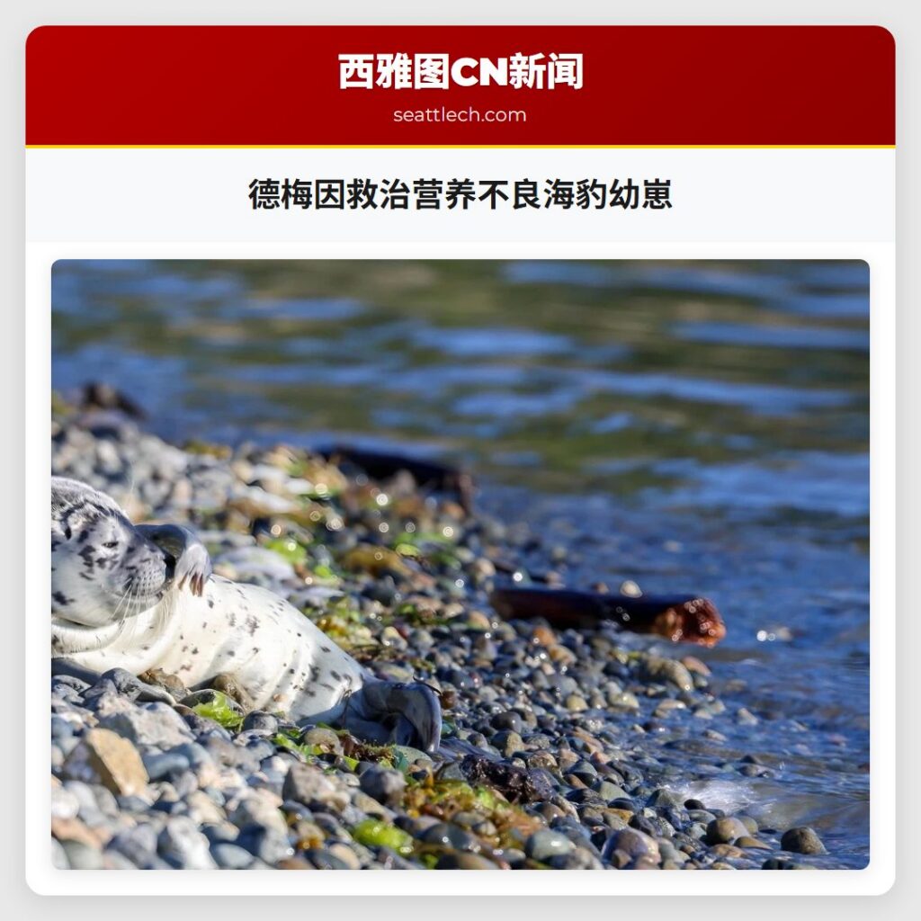 德梅因救治营养不良海豹幼崽