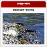 德梅因救治营养不良海豹幼崽