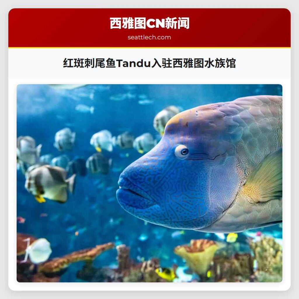 红斑刺尾鱼Tandu入驻西雅图水族馆