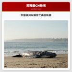 华盛顿州灰鲸死亡再创新高