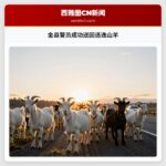 金县警员成功送回逃逸山羊