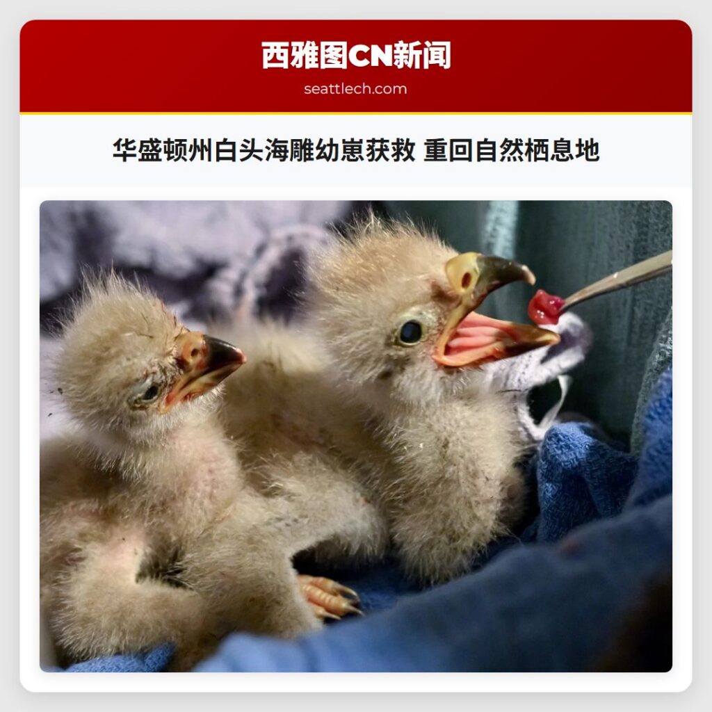 华盛顿州白头海雕幼崽获救 重回自然栖息地