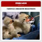 华盛顿州白头海雕幼崽获救 重回自然栖息地