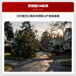 贝尔维尤公寓树木倒塌 8户居民搬离