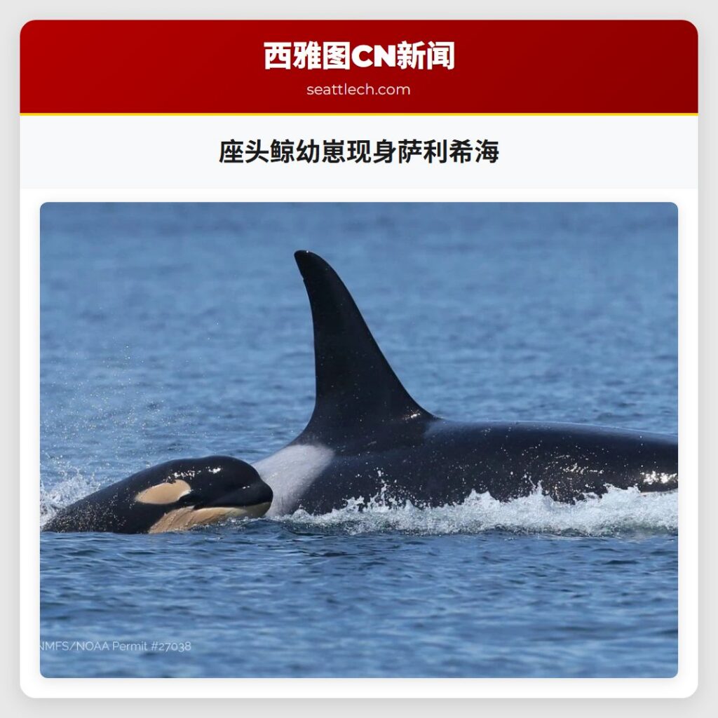 座头鲸幼崽现身萨利希海