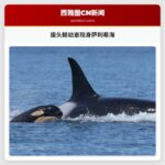 座头鲸幼崽现身萨利希海