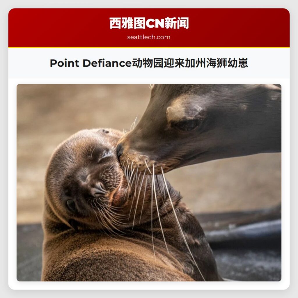 Point Defiance动物园迎来加州海狮幼崽