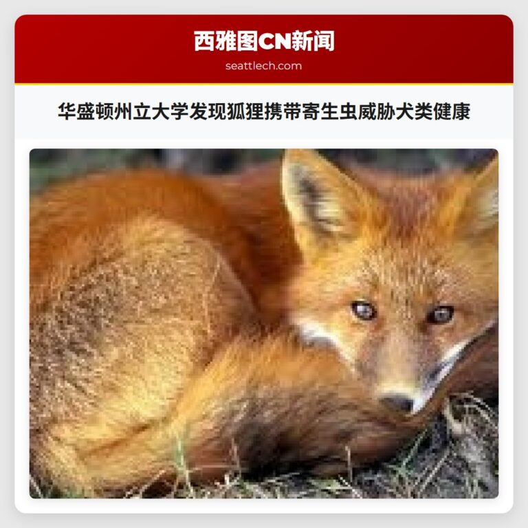 华盛顿州立大学发现狐狸携带寄生虫威胁犬类健康