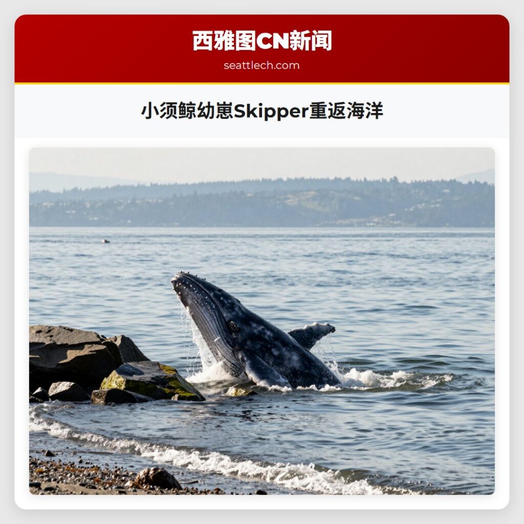 小须鲸幼崽Skipper重返海洋