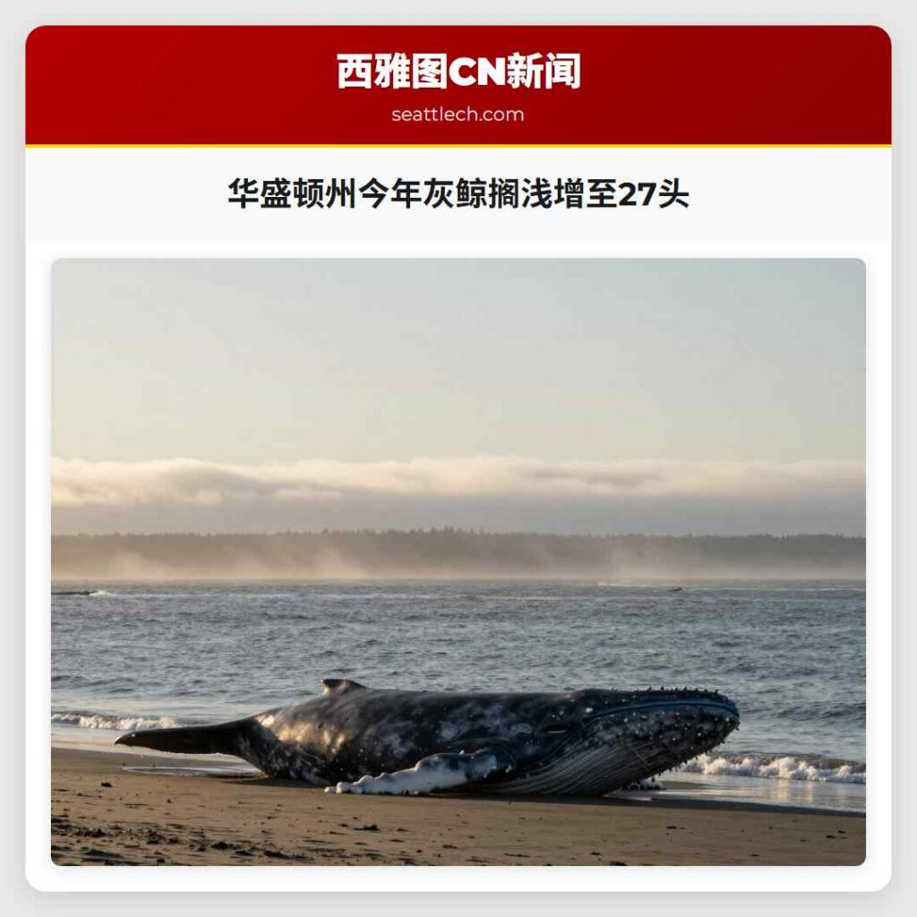 华盛顿州今年灰鲸搁浅增至27头