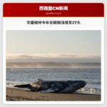 华盛顿州今年灰鲸搁浅增至27头