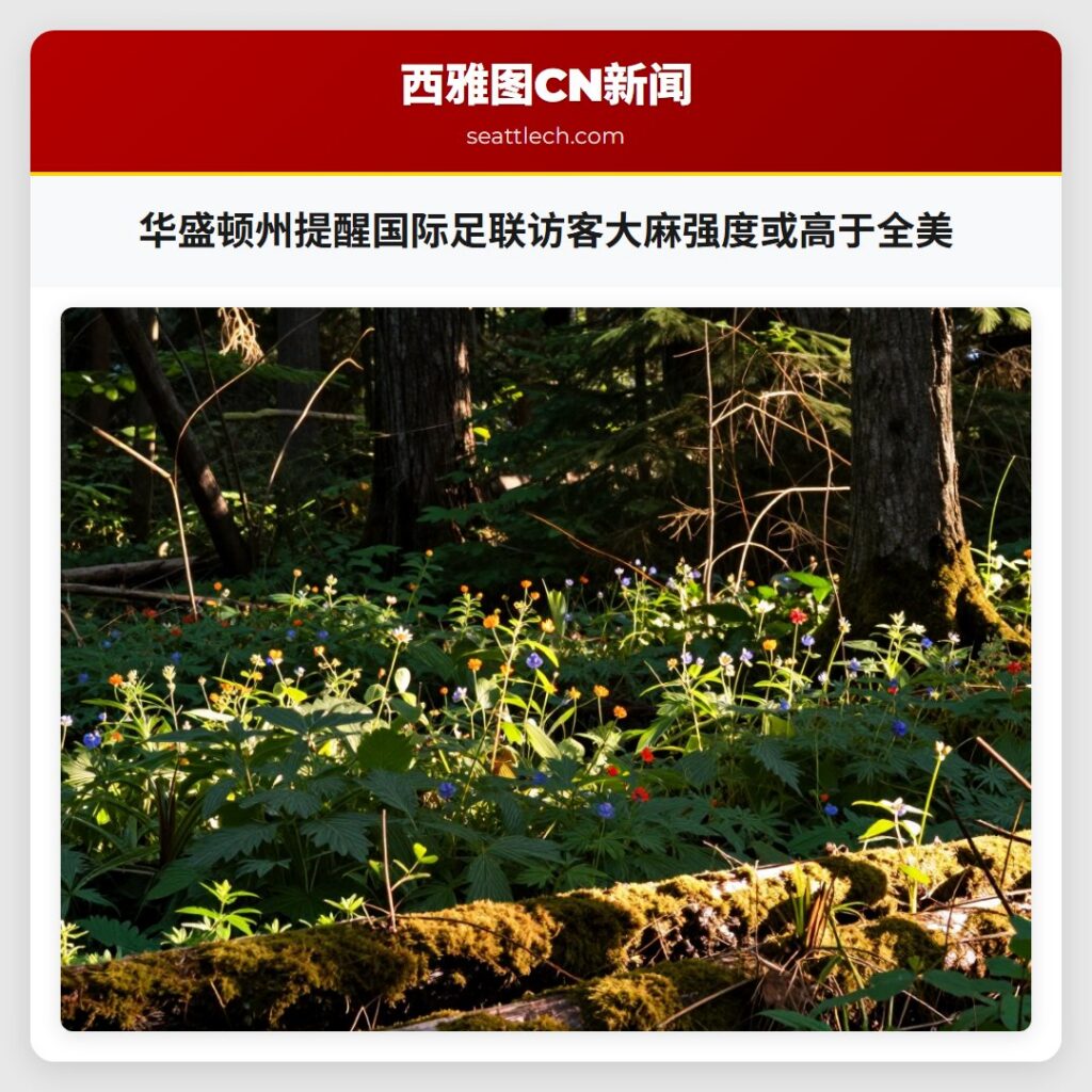 华盛顿州提醒国际足联访客大麻强度或高于全美
