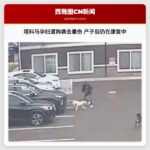 塔科马孕妇遭狗袭击重伤 产子后仍在康复中
