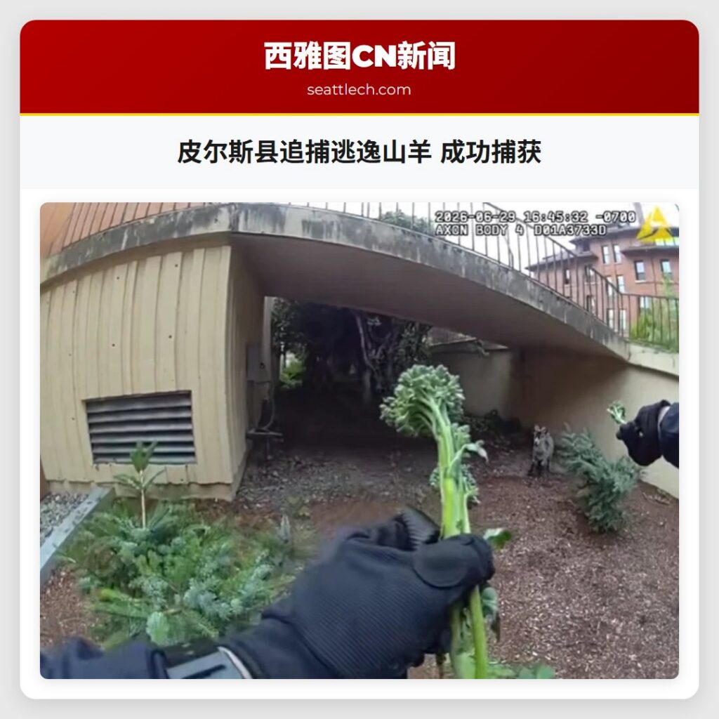 皮尔斯县追捕逃逸山羊 成功捕获