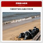 华盛顿州严惩四人私藏21只帝王蟹