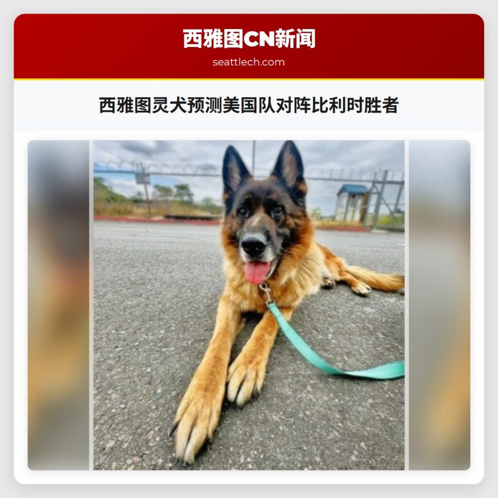 西雅图灵犬预测美国队对阵比利时胜者