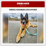 西雅图灵犬预测美国队对阵比利时胜者