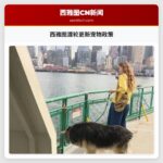 西雅图渡轮更新宠物政策