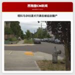 塔科马孕妇遭犬只袭击被迫剖腹产
