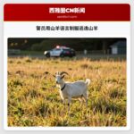 警员用山羊语言制服逃逸山羊