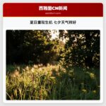 夏日重现生机 七夕天气转好